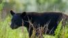Black bear hunt: First two documented kills reported in South Florida