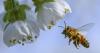 Honeybee business stung by multiple crises for South Carolina beekeepers