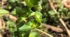 The AgriNews AgriMinute podcast: Keep an eye out for Asian copperleaf