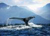First signs of deadly whale virus appear in the Arctic