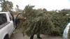 Where can you recycle your Christmas trees after Christmas Day?