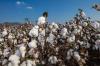 China cotton output rises 7.7% in 2025 on higher area and yields