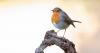Woman who has robins visit her house every day shares 1 food they love