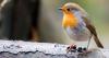 Woman shares the 1 food robins love to get them returning to the garden