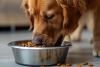 New year resolutions are not just for humans – this pet food subscription could help your pet eat better (aff)