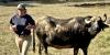 Water buffalo farm offers sustainable agriculture north of St. Francisville