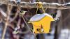 Backyard Birding in Winter: Feeders, Food, and Habitat Tips