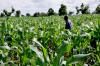 Yilo Krobo farmers urged to understand land laws and treat farming as business