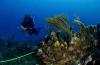 Cuba to Present Roadmap for Coral Reef C…