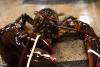 Massachusetts shipping facility at center of federal investigation into $400K lobster heist