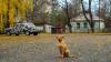 Science Slash Gear Fallout From Chernobyl Might Be Creating A New Kind Of Dog