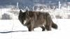 Scientists work to decode wolf howls in Yellowstone with AI technology