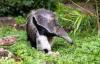 Scientist: "Things keep evolving into anteaters, somehow," 12 times so far throughout history