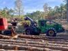 Arkansas’ timber industry going strong despite lower prices