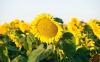 Sunflower industry cautious but optimistic