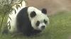 Chinese panda's Dublin trip may have led to its death