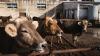 Climate change is stressing Italy’s cows, and coming for your burrata