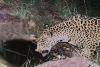 New jaguar spotted in Arizona points to progress in endangered species’ recovery | OUT WEST ROUNDUP
