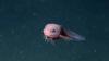 Scientists dive miles below the surface and emerge with three new species