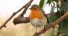 Owl hoots make robins eat less at night, scientists reveal