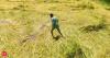 Finance ministry to take a relook at crop insurance plan