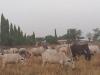 Grazing Reserves: The untapped solution to Ghana’s deadly farmer-herder conf