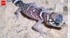 Meet the barking gecko: Tiny desert lizard with astonishing vocal skills for survival and communication in Africa’s harshest environments