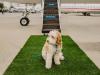 Dog-first airline Bark Air is propelling the hospitality industry toward pet-friendly travel
