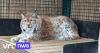 Care for severely obese Lithuanian lynx at Limburg animal shelter ahead of possible trip to the UK