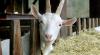 Most Dutch goat farms too close to schools and care facilities, raising health risks