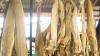 Norwegian Seafood Council alerts regulatory agencies on unsafe stockfish preservation