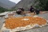 Tajikistan’s fruit production surpasses expectations