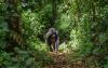 Guide to gorilla treks in Uganda