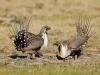 Gordon Applauds BLM Sage-Grouse Plan for Wyoming 