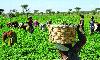 Nigeria’s Agric Sector Records Modest Recovery In 2025
