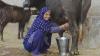 Science ScienceAlert South Asia's Dairy Intolerance Could Help Explain Our Ability to Drink Milk