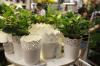 Planter Giant CSW Files For Hong Kong IPO