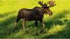 Moose in Idaho Got Too Comfortable at a School