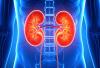 Jordanian man jailed after advertising kidney for sale on Facebook