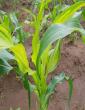 Maize under threat as Downy Mildew outbreak hits Southern Malawi