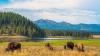 Yellowstone: the world’s first National Park and symbol of the modern environmental conservation movement