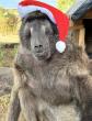 Social media mourns death of star baboon Cindy