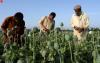 UN says Afghan farmers taking heavy hit from opium poppy ban