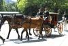 Cartagena, Colombia, eliminates traditional horse-drawn carriages