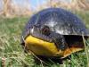 2025 Year in Review: How a few turtles changed my outlook on environmental activism