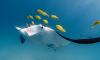 Science Nautilus The Portable Ecosystems of Young Manta Rays