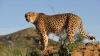 Nod to translocate Botswana cheetahs likely in Jan-Feb