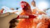 Japan Confirms Season’s 1st Bird Flu Outbreak In Greater Tokyo Area