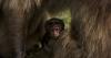 ASU study of monkeys in Ethiopia looks at how viruses behave in the wild, how they might evolve