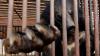 South Korea will end breeding of bears and extraction of their bile